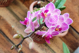 Gnije stożek wzrostu storczyka [Porada eksperta]