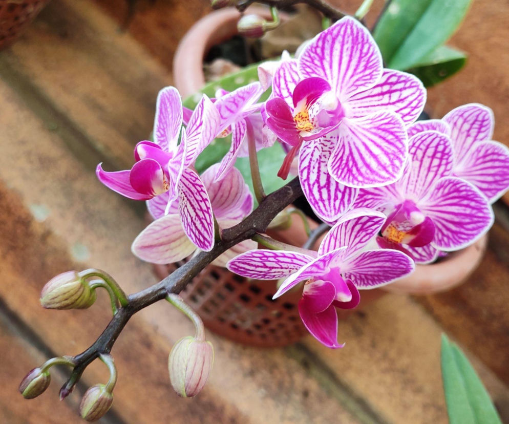 Jak pielęgnować storczyki, aby pięknie kwitły? Mamy wskazówki!