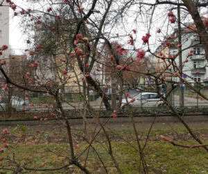 Do Bydgoszczy zbliża się wiosna. Te znaki nie zostawiają wątpliwości