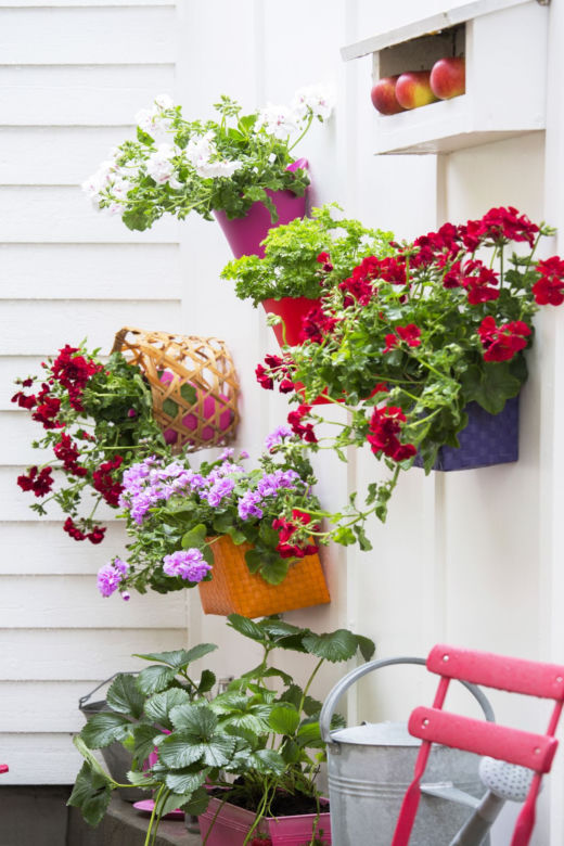 Pelargonie