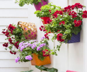 Pelargonie