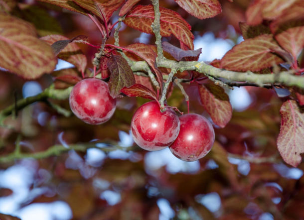 Śliwa wiśniowa 'Pissardii'