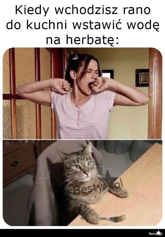 Koty opanowały internet! Memy z mruczkami bawią do łez [TOP 45]