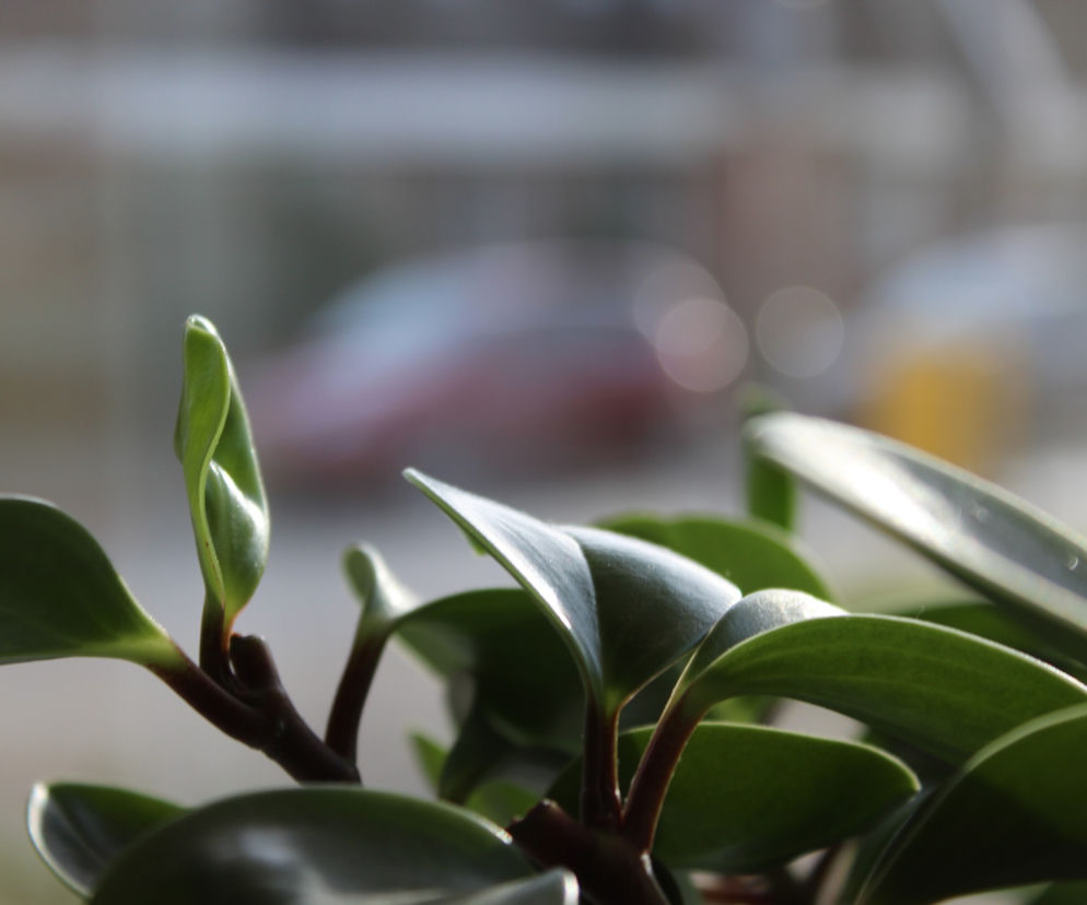 Do odbioru będą: dracena, skrzydłokwiat kwiecisty, fikus, chamedora wytworna i zamiokulkas zamiolistny. Zdjęcie poglądowe