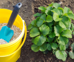 Jak i kiedy nawozić truskawki wiosną, żeby zebrać obfite i słodkie owoce?