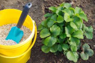 Jak i kiedy nawozić truskawki wiosną, żeby zebrać obfite i słodkie owoce?