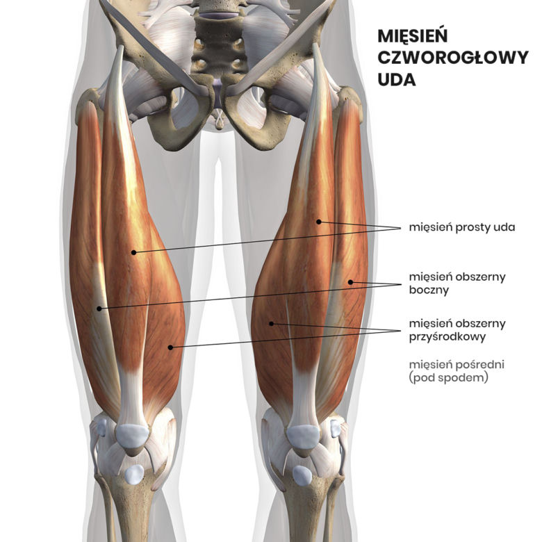Mięsień czworogłowy uda