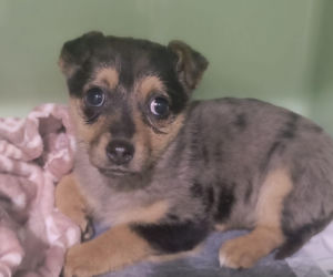 Doda cudem uniknęła śmierci! Właścicielka wyrzuciła ją do kontenera na elektrośmieci