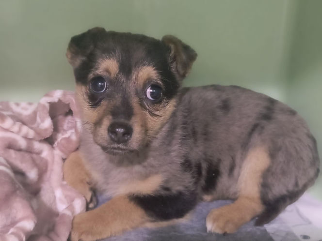 Doda cudem uniknęła śmierci! Właścicielka wyrzuciła ją do kontenera na elektrośmieci