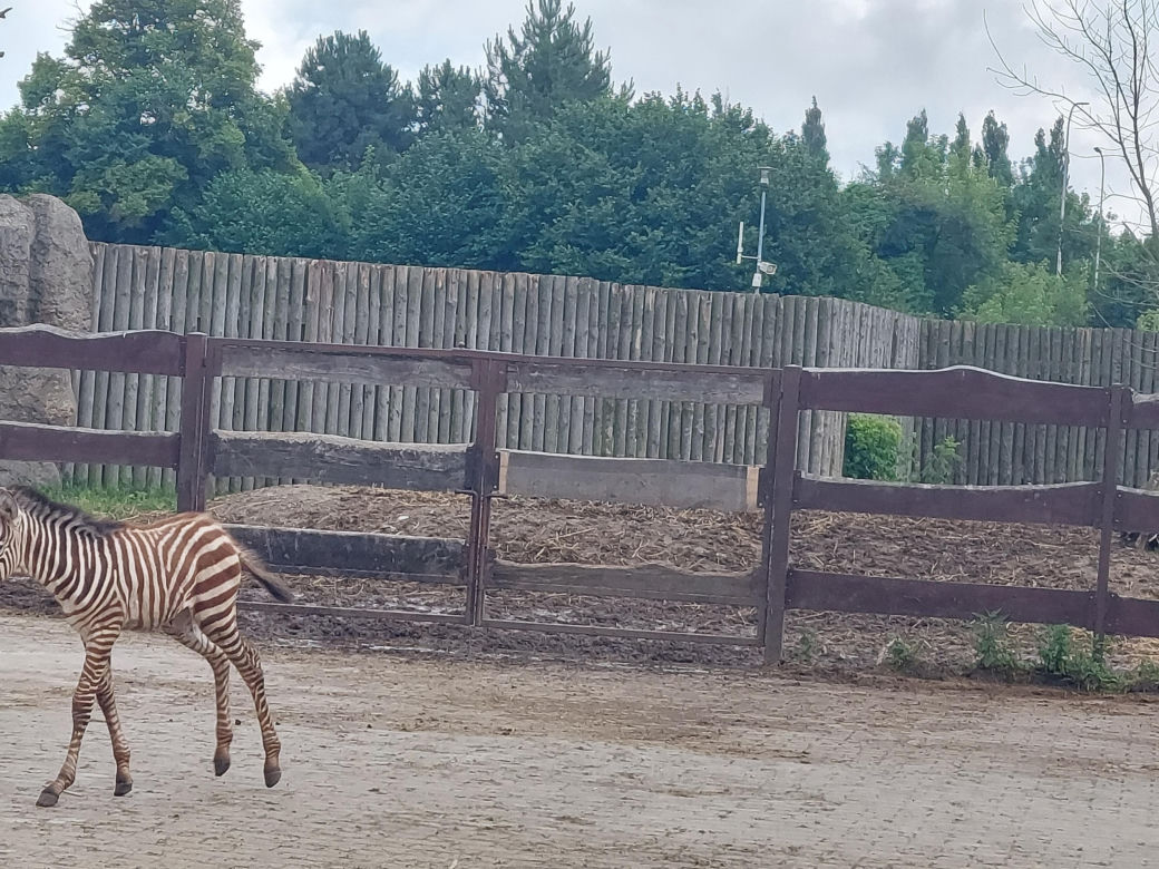 Mała zebra w zamojskim ZOO