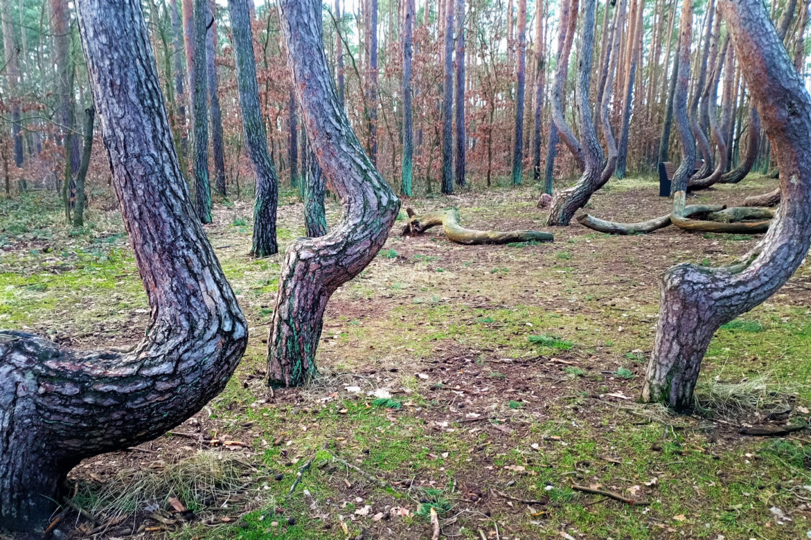 Krzywy Las pod Gryfinem