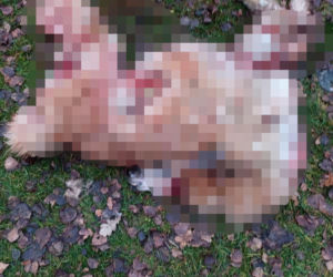 Wataha psów terroryzuje wieś. „Nie zaatakowały z głodu. To była napaść, by zabić”