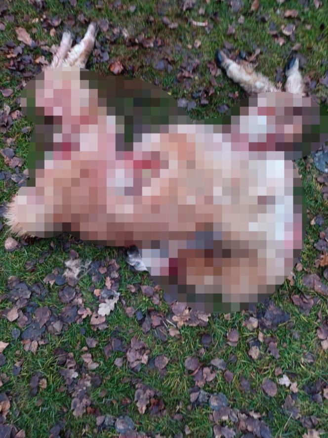 Wataha psów terroryzuje wieś. „Nie zaatakowały z głodu. To była napaść, by zabić”