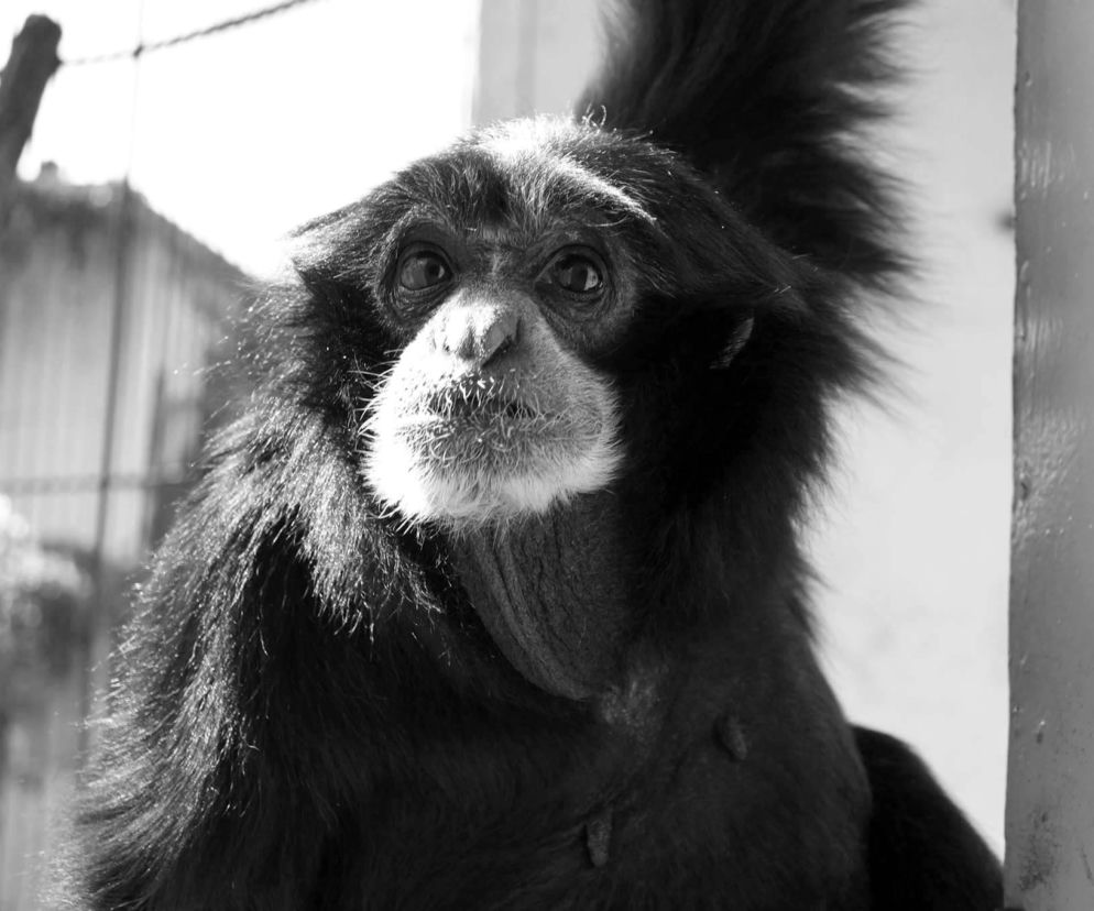 Stare Zoo: Nie żyje Bunia. Małpka miała 48 lat