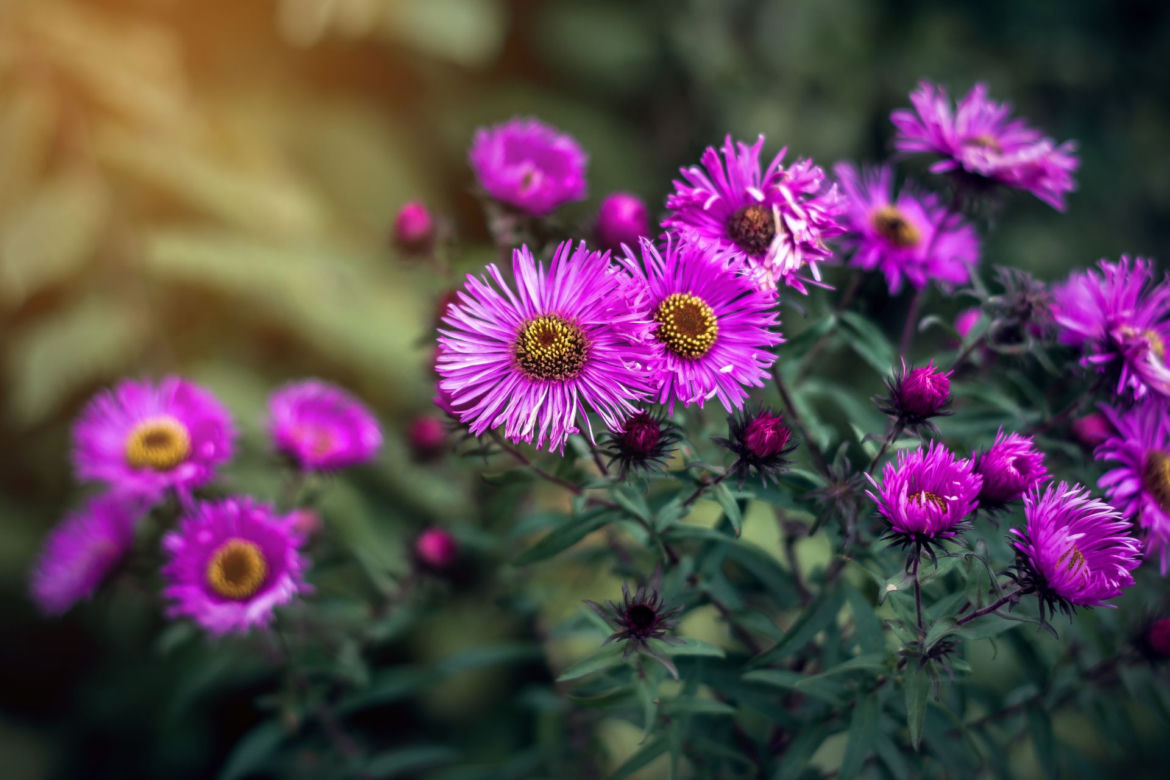 Aster nowoangielski