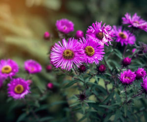 Aster nowoangielski