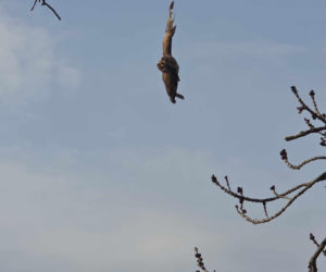 Nietypowa akcja ratunkowa. Sowa uwolniona z sieci