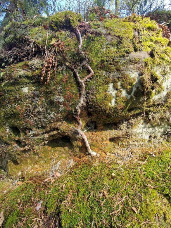 Bliżyńskie Lasy Naturalne
