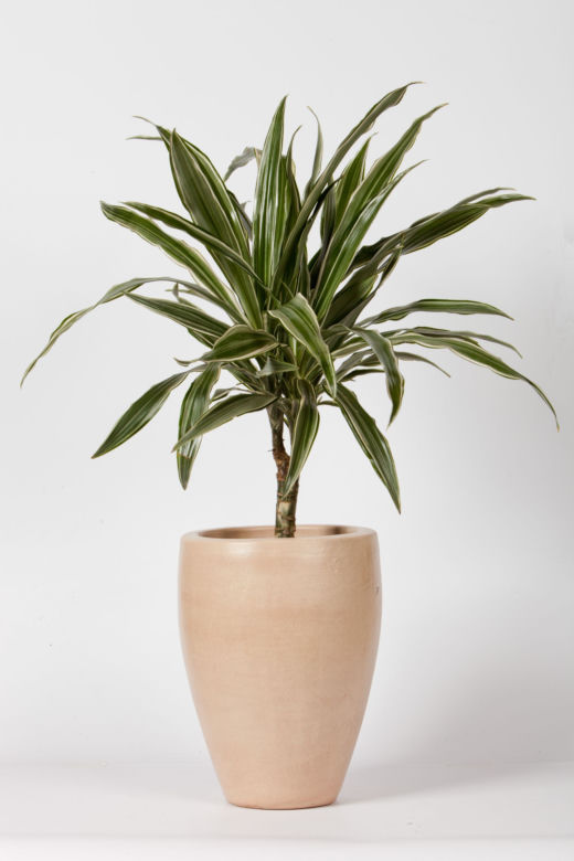 Dracena wonna 'White Stripe'