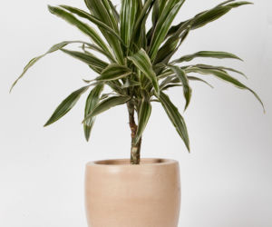Dracena wonna