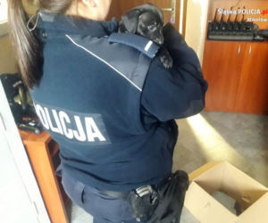 Policjanci z Łazisk Górnych uratowali szczeniaki