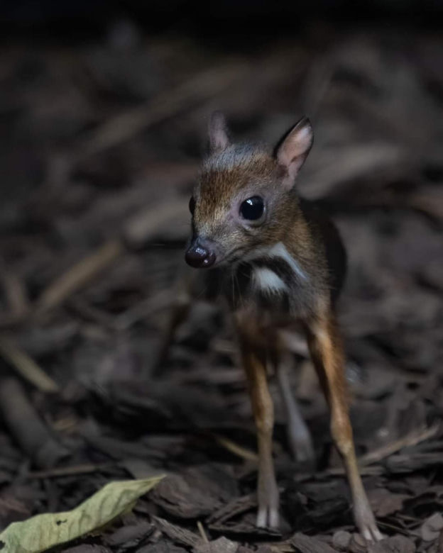 Dzień Dziecka w warszawskim ZOO. Tych malców kocha cała Warszawa