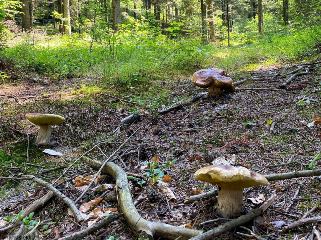 Lubelscy grzybiarze chwalą się swoimi zbiorami. Przepowiadają, że wysyp dopiero przed nami. Zobaczcie zdjęcia!