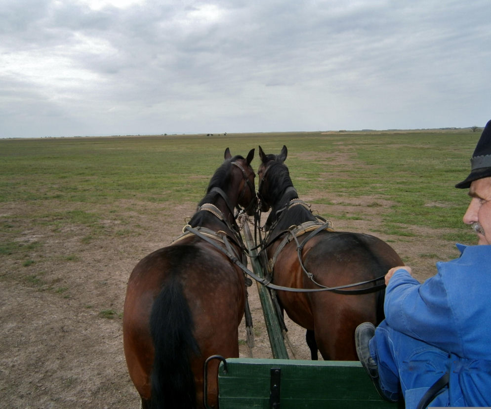 Pijany woźnica nie wyrobił na zakręcie. Pasażerka wylądowała w szpitalu