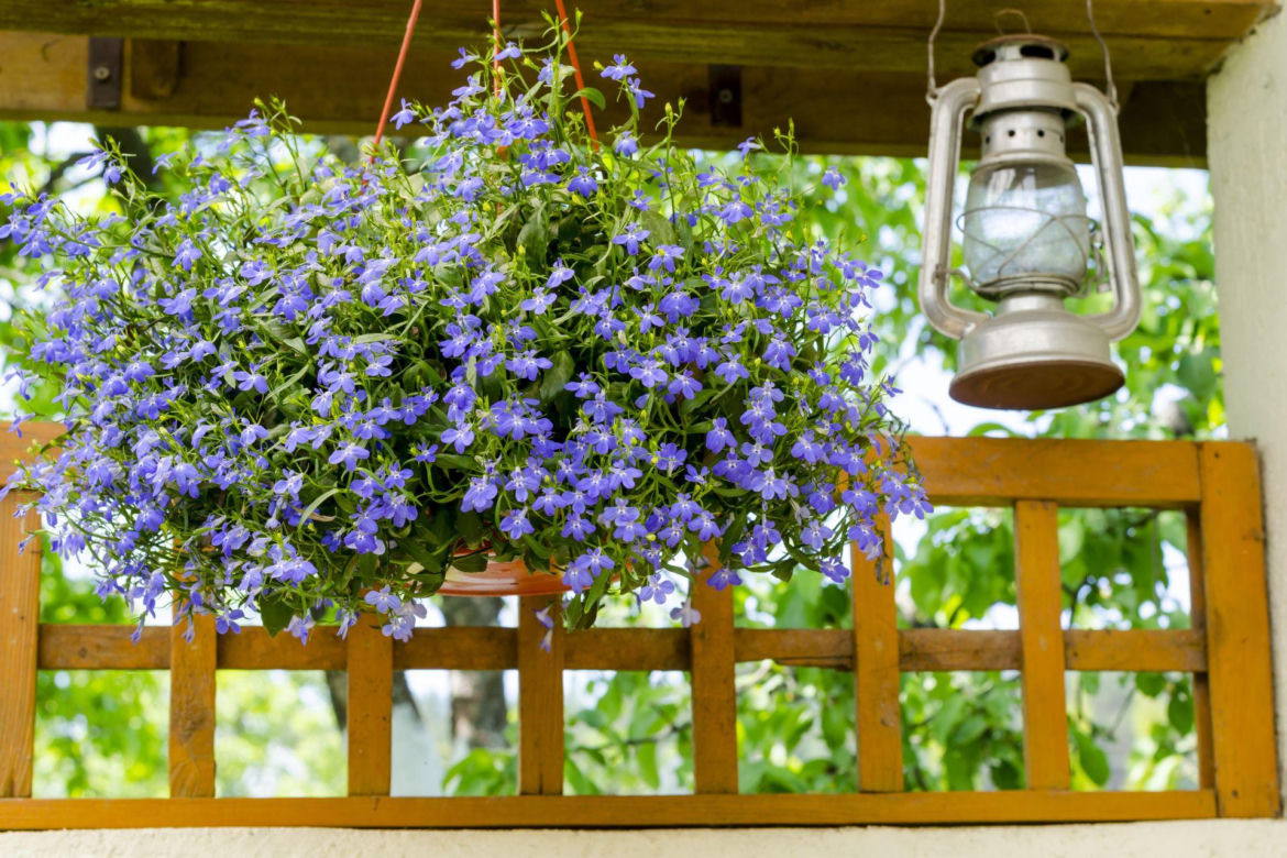 Lobelia przylądkowa