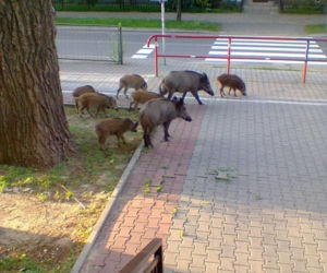 Dziki na Pradze