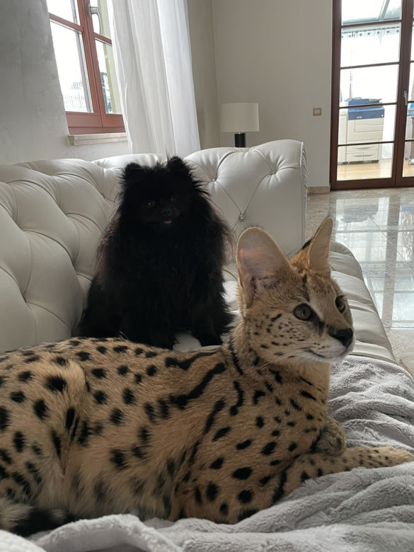 Zaginął serval