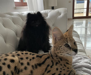 Zaginął serval