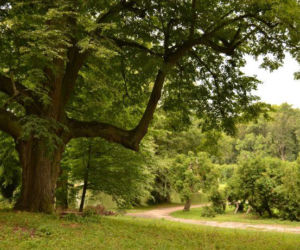 To najbardziej niedoceniona wieś w województwie śląskim. Jest tam szlak cudownych źródeł