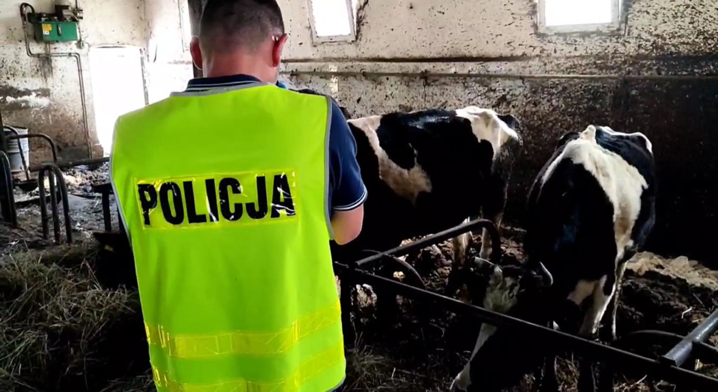 Gospodarstwo śmierci pod Wyszkowem! Policja: "Przerażający widok" [ZDJĘCIA]