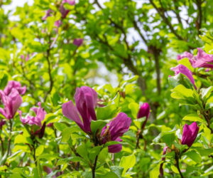 Magnolia 'Susan'