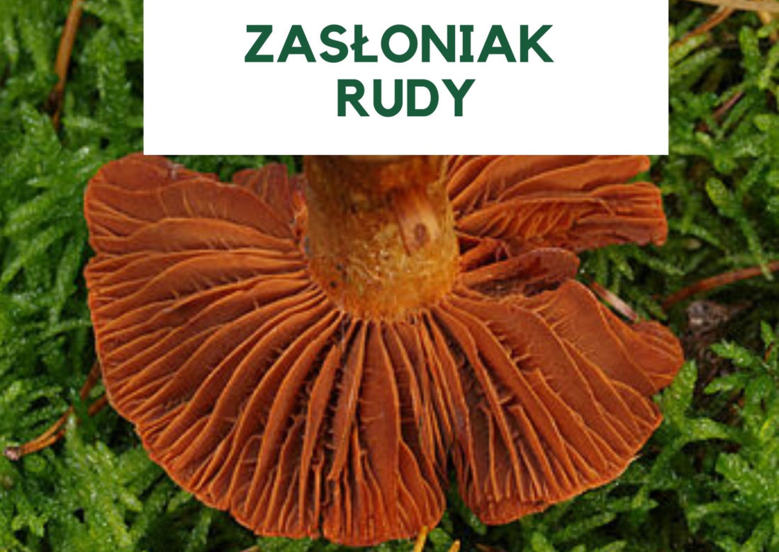 Najbardziej trujące grzyby w Polsce. Ich zjedzenie grozi śmiercią! [GALERIA]