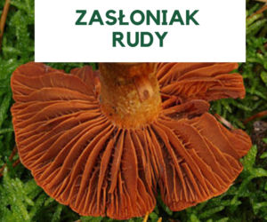Najbardziej trujące grzyby w Polsce. Ich zjedzenie grozi śmiercią! [GALERIA]