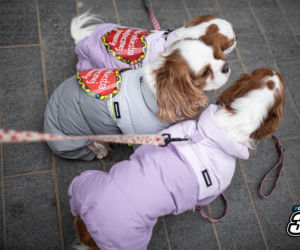 34. Finał Wielkiej Orkiestry Świątecznej Pomocy w Toruniu. Zdjęcia ze starówki