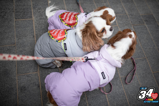 34. Finał Wielkiej Orkiestry Świątecznej Pomocy w Toruniu. Zdjęcia ze starówki