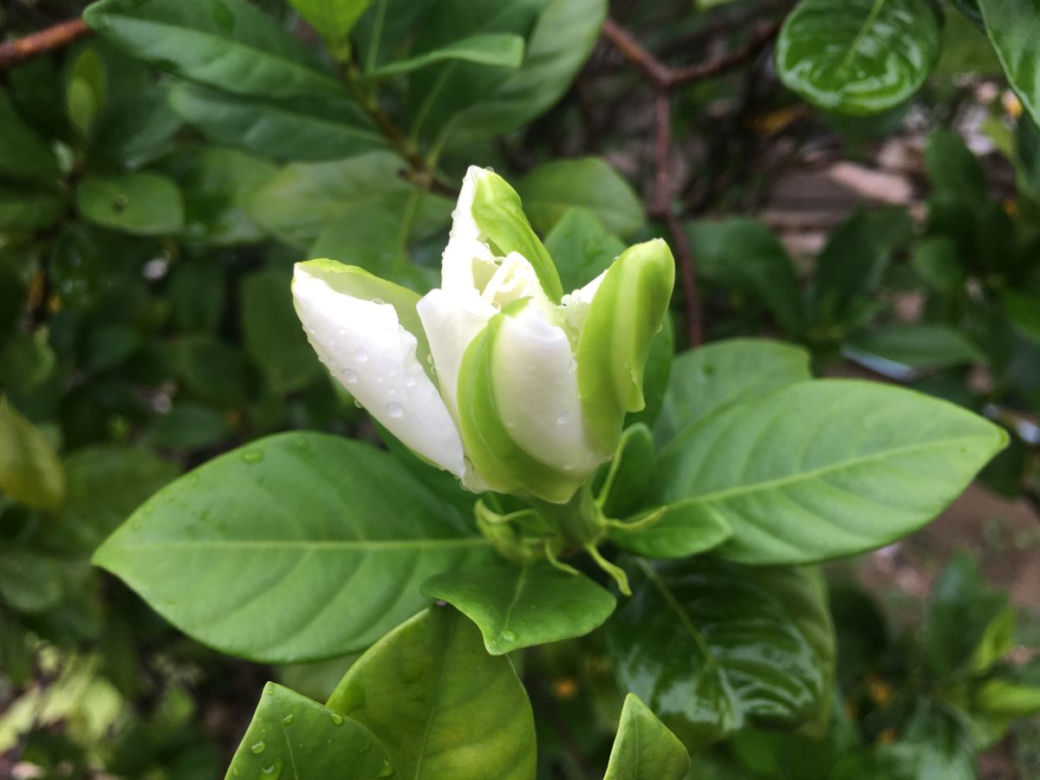 Gardenia jaśminowata