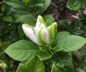 Gardenia jaśminowata
