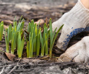 Wielkie sprzątanie po zimie - wiosenne porządki w ogrodzie