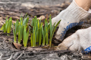 Sekret pięknego ogrodu zaczyna się już teraz. Zrób te rzeczy zaraz po zimie