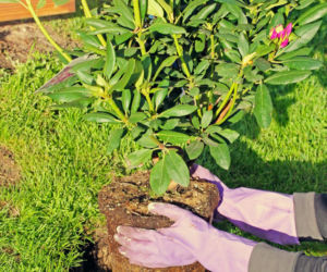 Sadzenie rododendronów