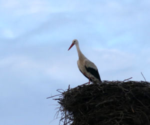 Bociany w środku zimy zawitały do Starej Kamionki na Podlasiu
