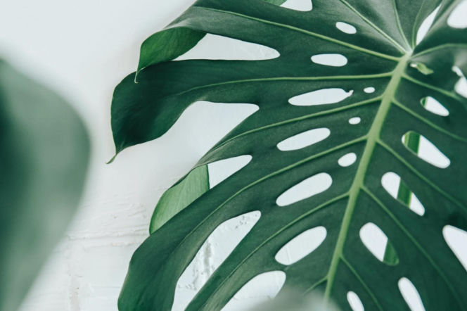 Zielony Weteran monstera