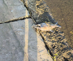 Cmentarzysko zamiast łowiska? Dramat nad Zalewem Brodzkim – wędkarze są wściekli!