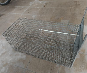 Policja rozbiła grupę złodziei bydła. Pięciu mężczyzn z zarzutami