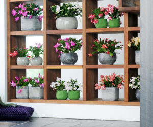 Grudnik (Schlumbergera)