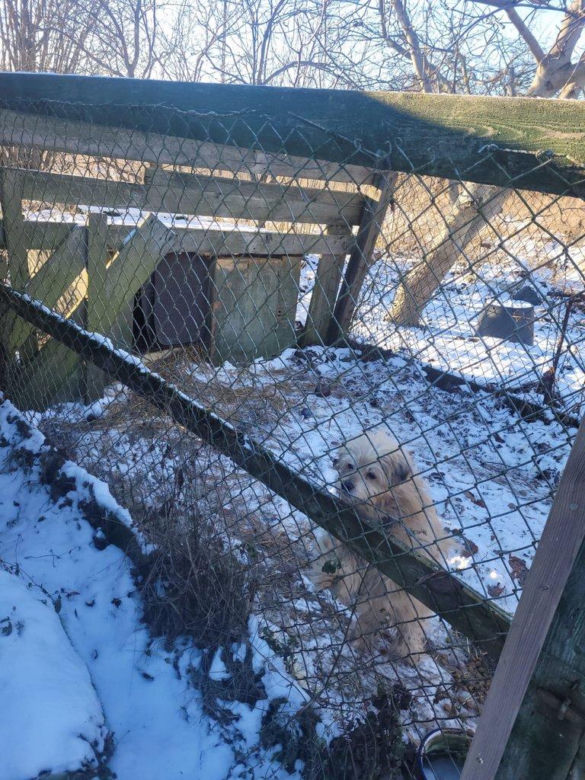 Skrajnie wycieńczone psy w Żołędowie pod Bydgoszczą. Jeden z nich nie przeżył transportu 